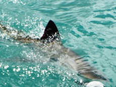 White shark diving (11)